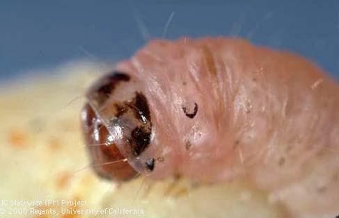 Efficacy of Mating Disruption Technology for Navel Orangeworm Control