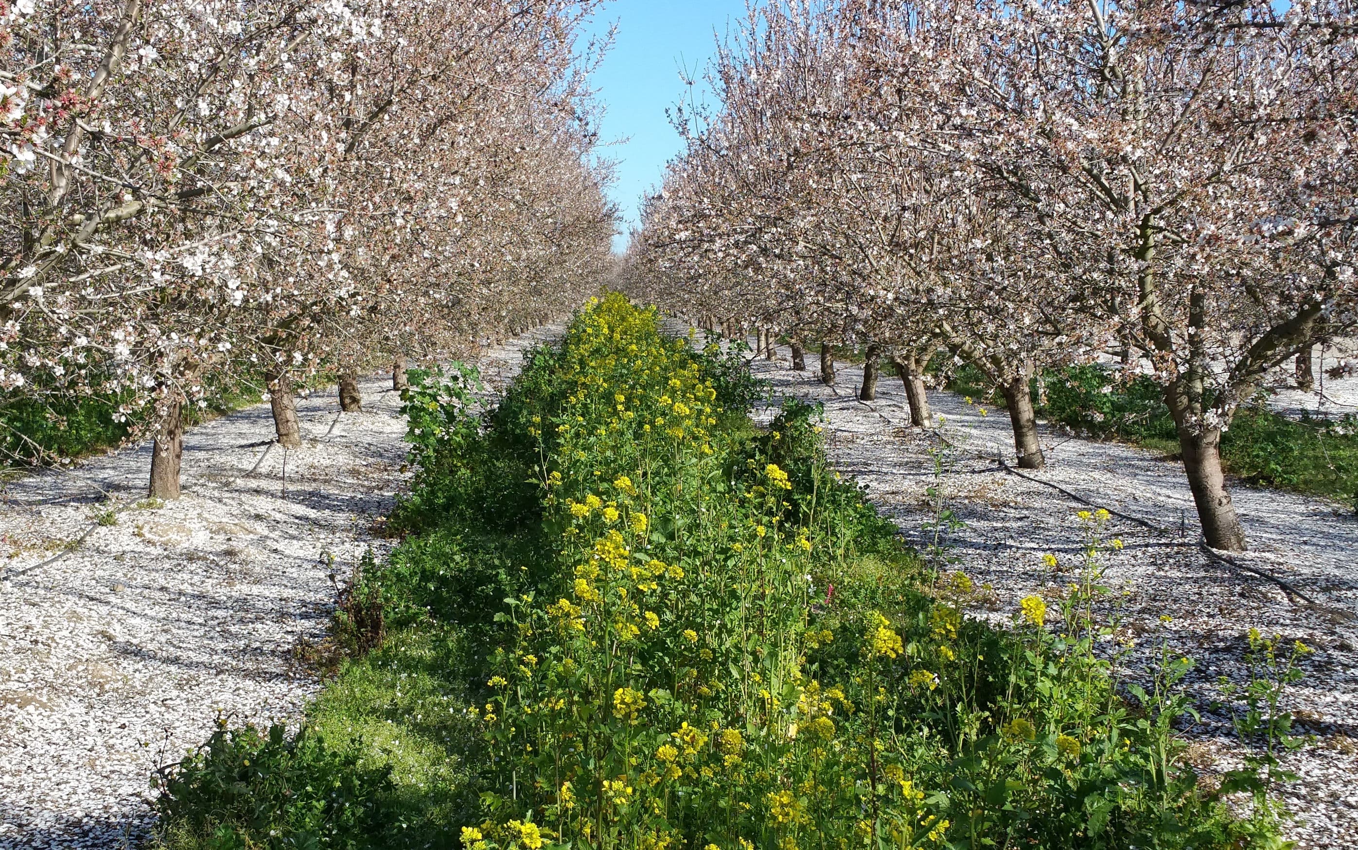 Cover Crops Complement, Not Compete with Almond Bloom