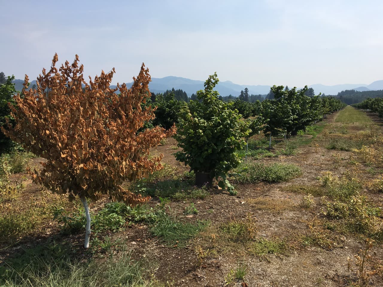 Managing Bacterial Blight in Young Hazelnut Orchards