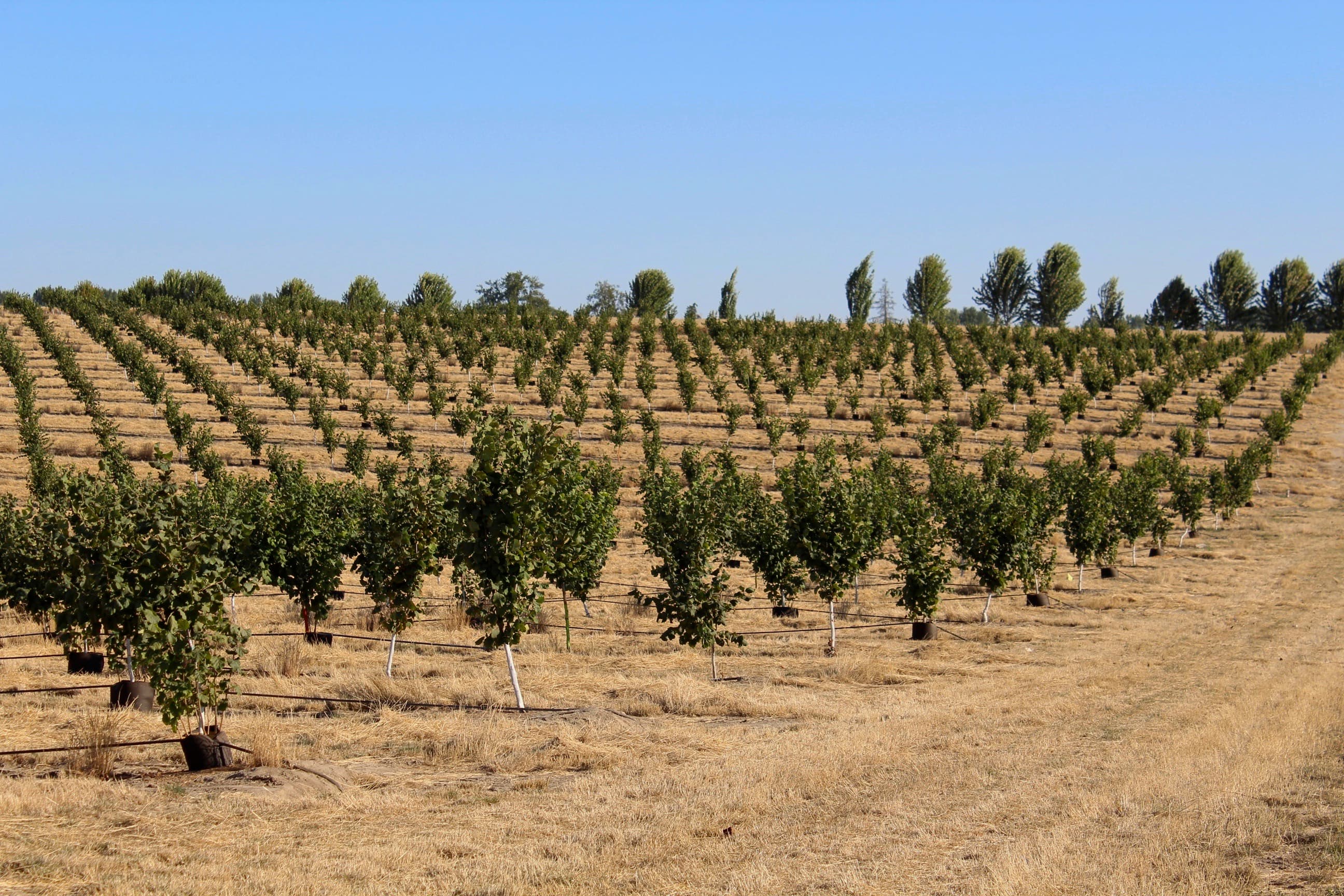 How to Plant a Hazelnut Orchard