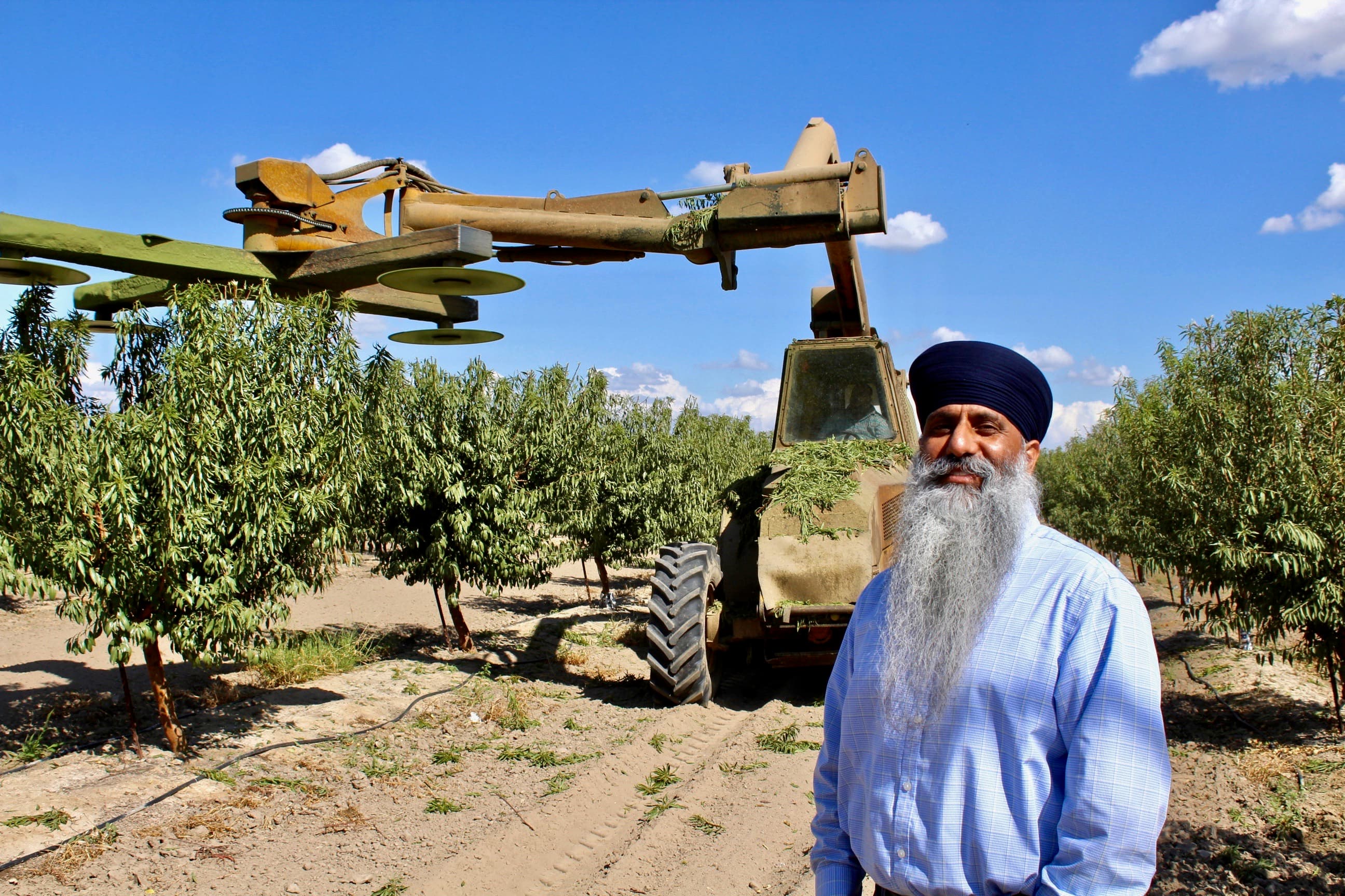 Jaswant Bal Prepares Second Leaf Almond Orchard for Winter