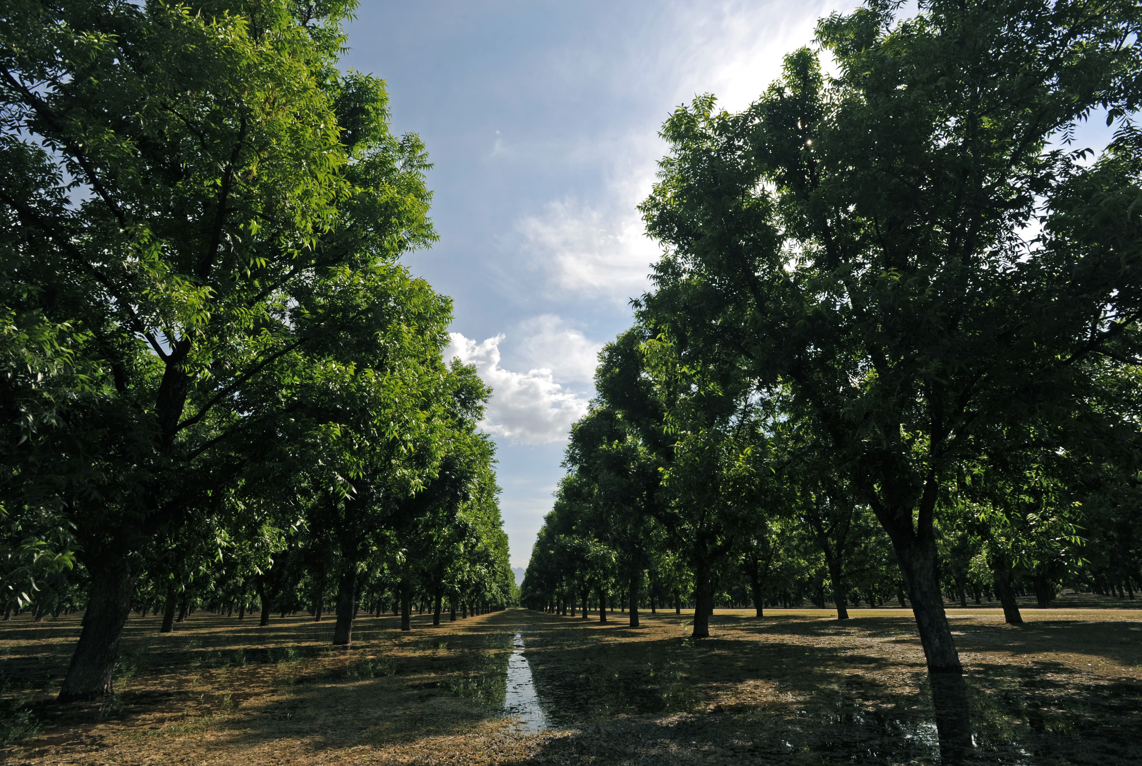 Western Pecan Growers Conference, March 4-6