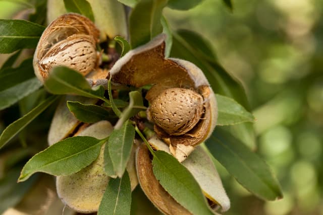 USDA Estimates Record-Breaking 2018 Almond Crop
