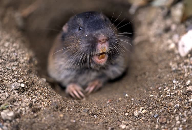 Three Tips on Managing Pocket Gophers