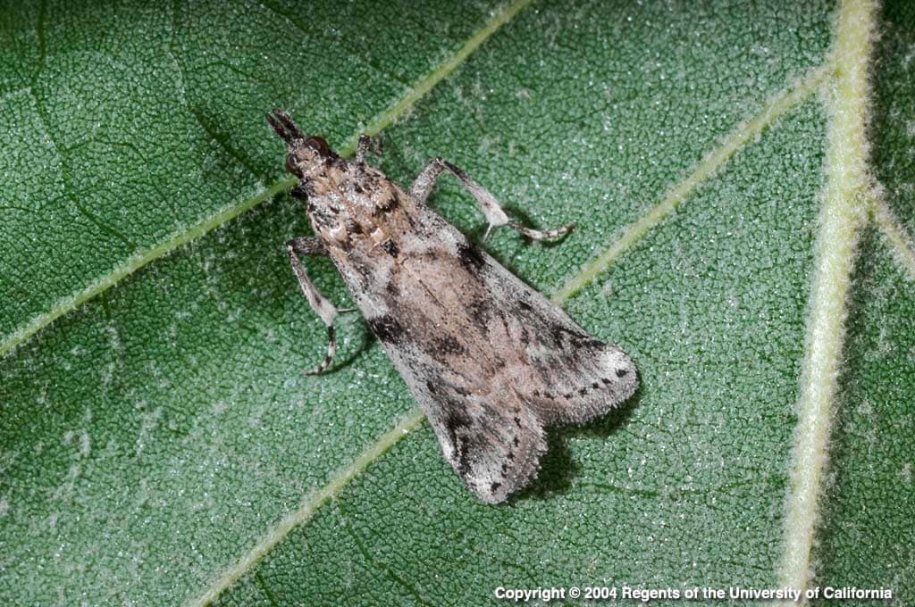 Effective use of Mating Disruption in Navel Orangeworm Control Program