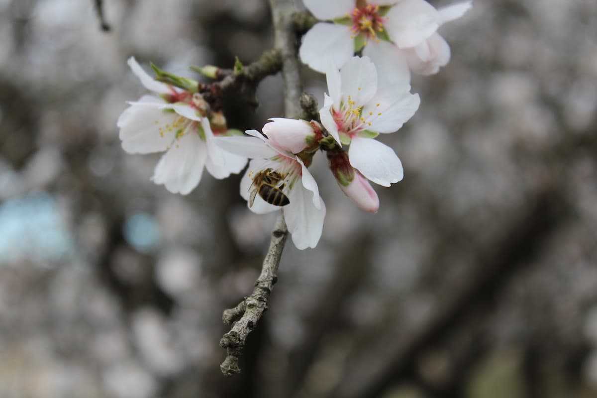 Almond Pollination and Hive Removal Timing