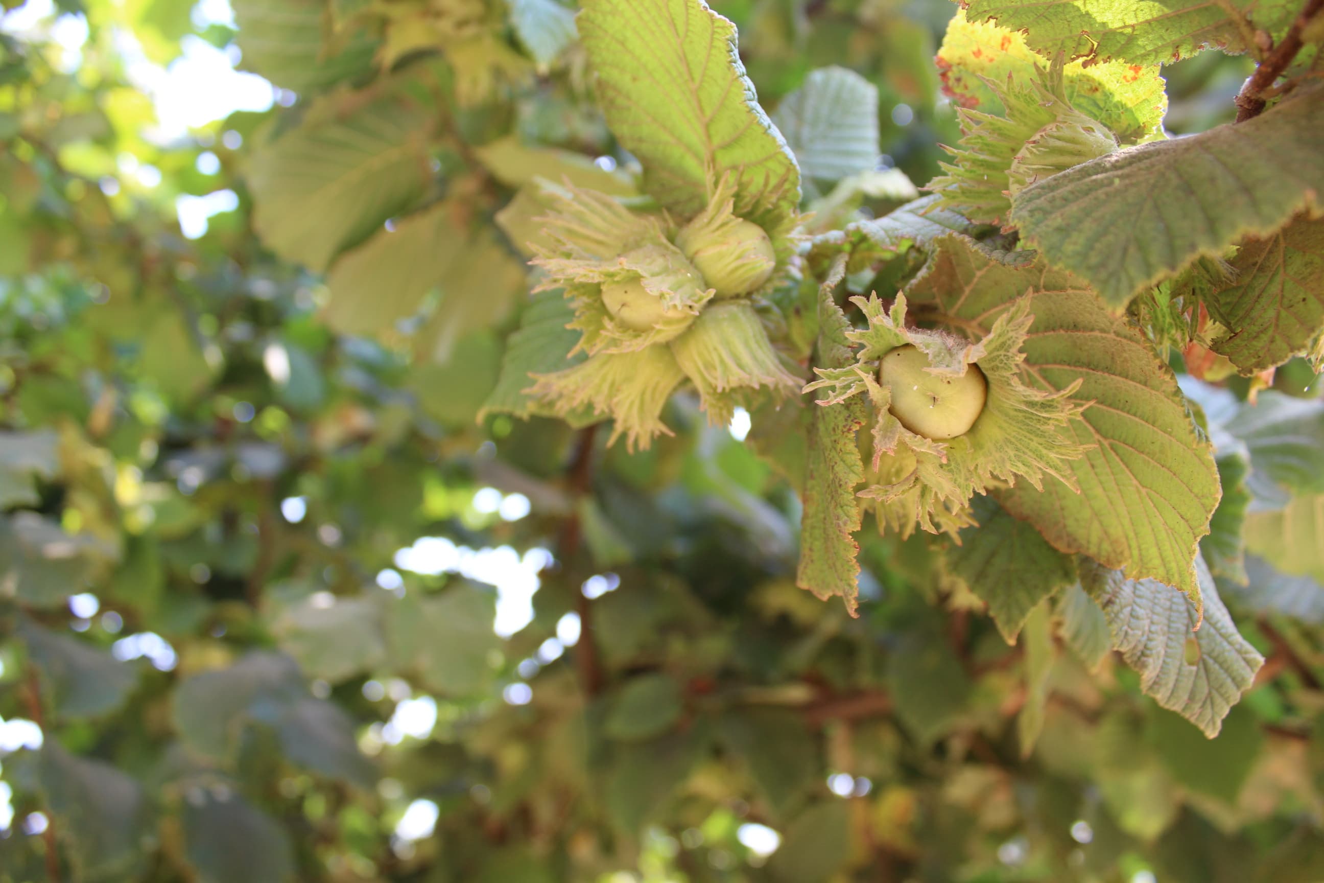 New Hazelnut Pest Management Guide for the Willamette Valley