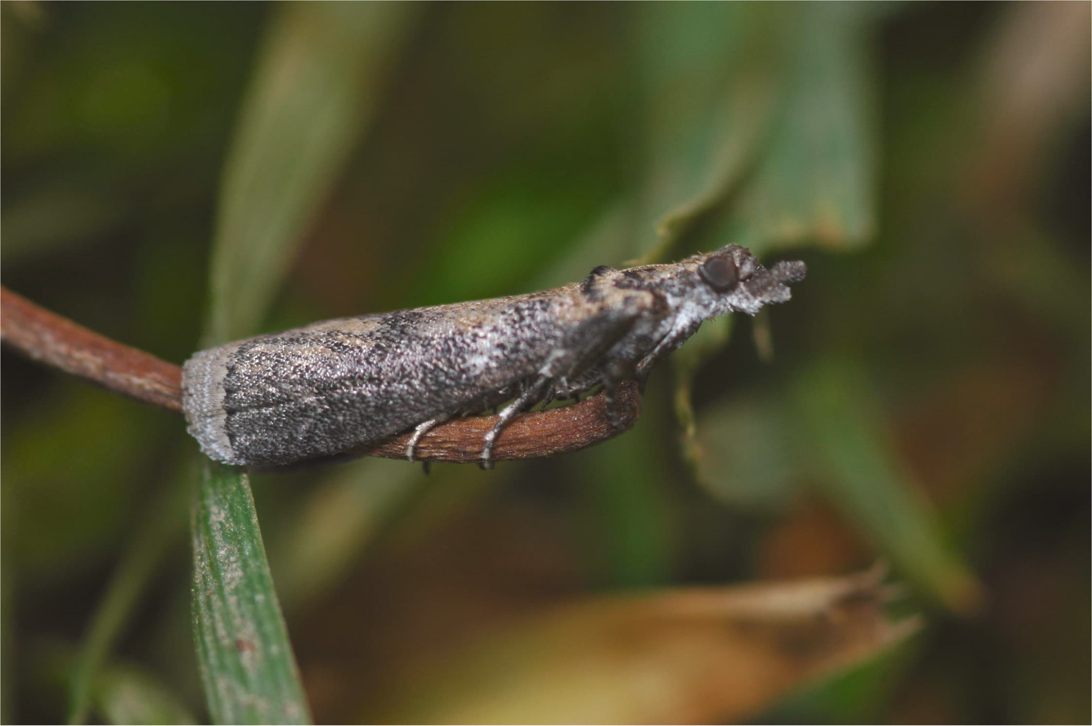 Concern for Navel Orangeworm Mating Disruption