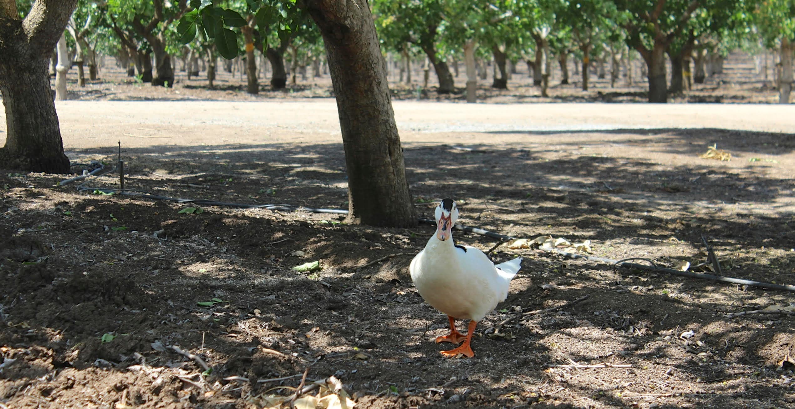 California Leopold Conservation Award