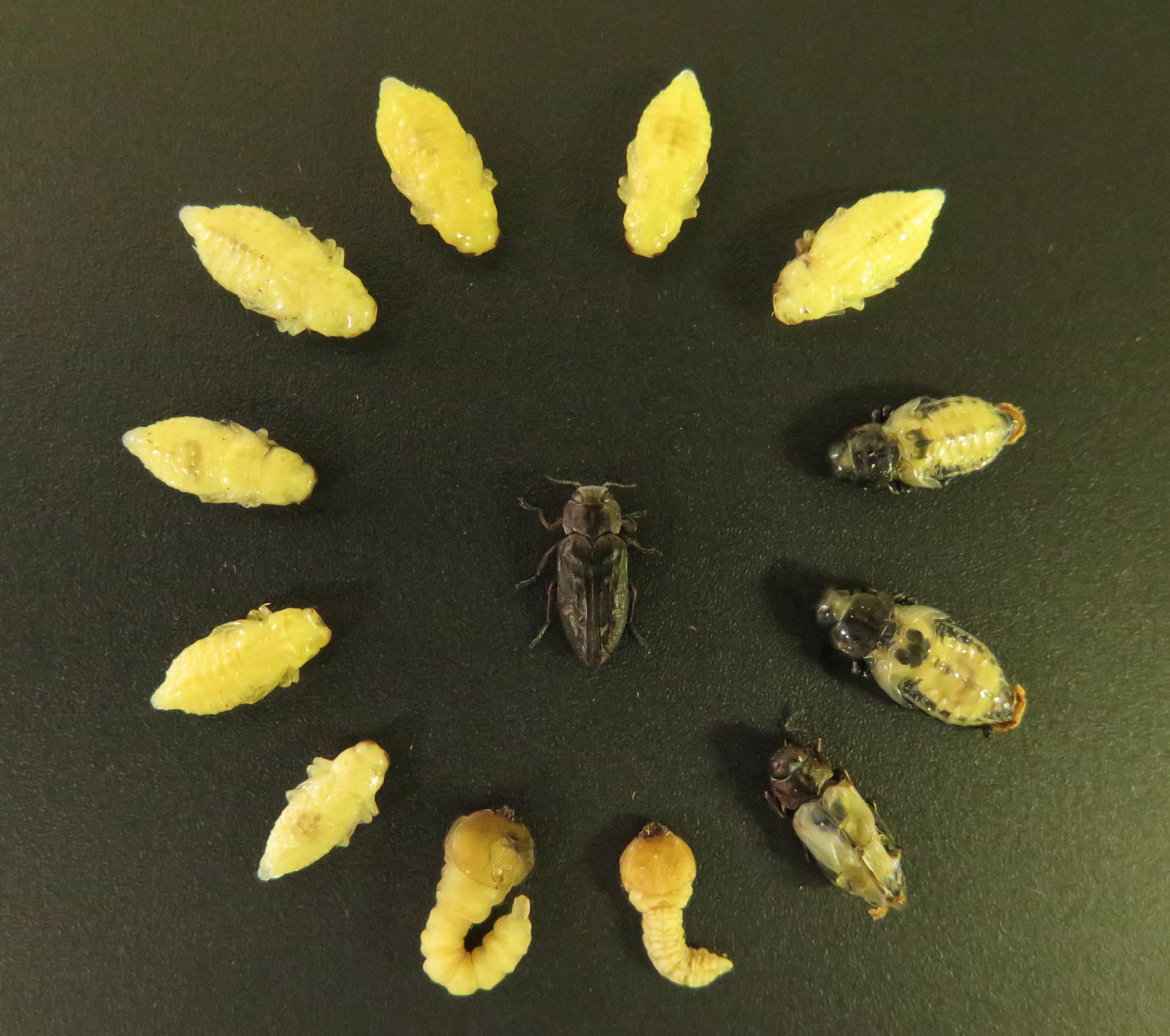 Hazelnut Pest Update