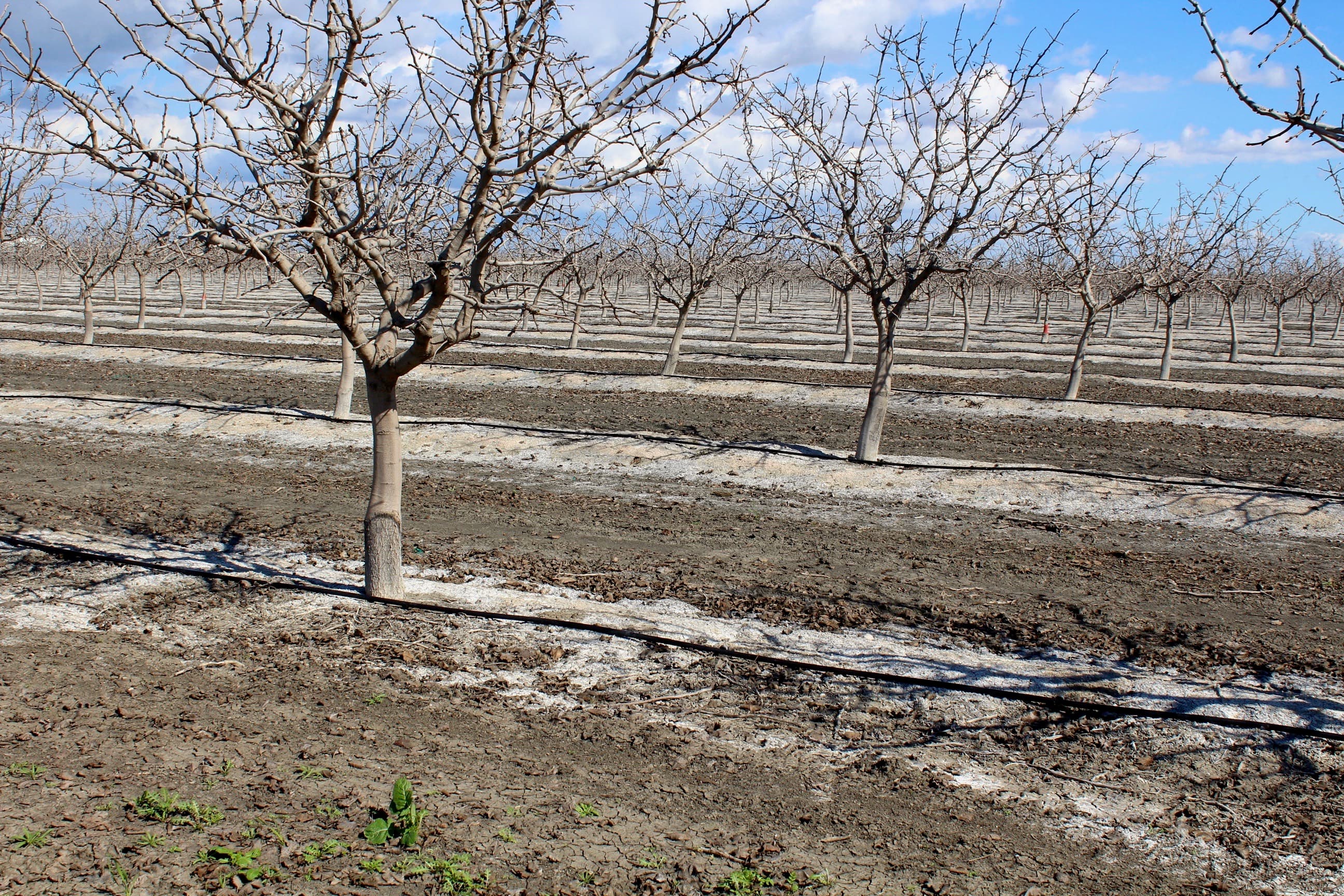 Irrigating Pistachios in Marginal Saline Soils