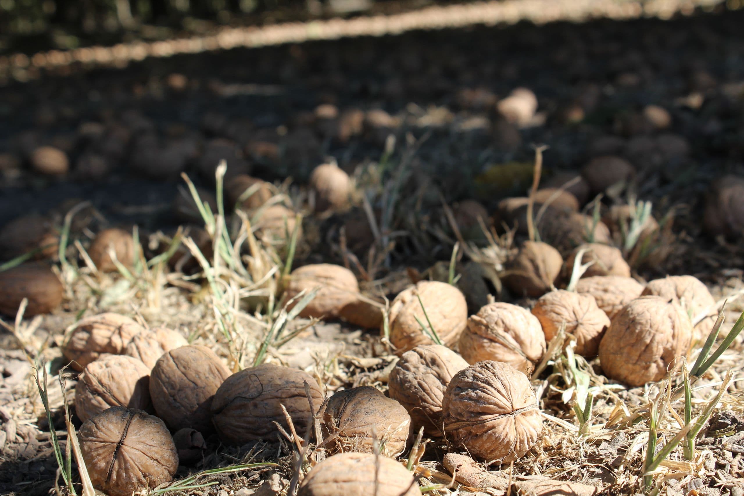 California Walnut Commission Outlook for the 2019 Harvest & Market