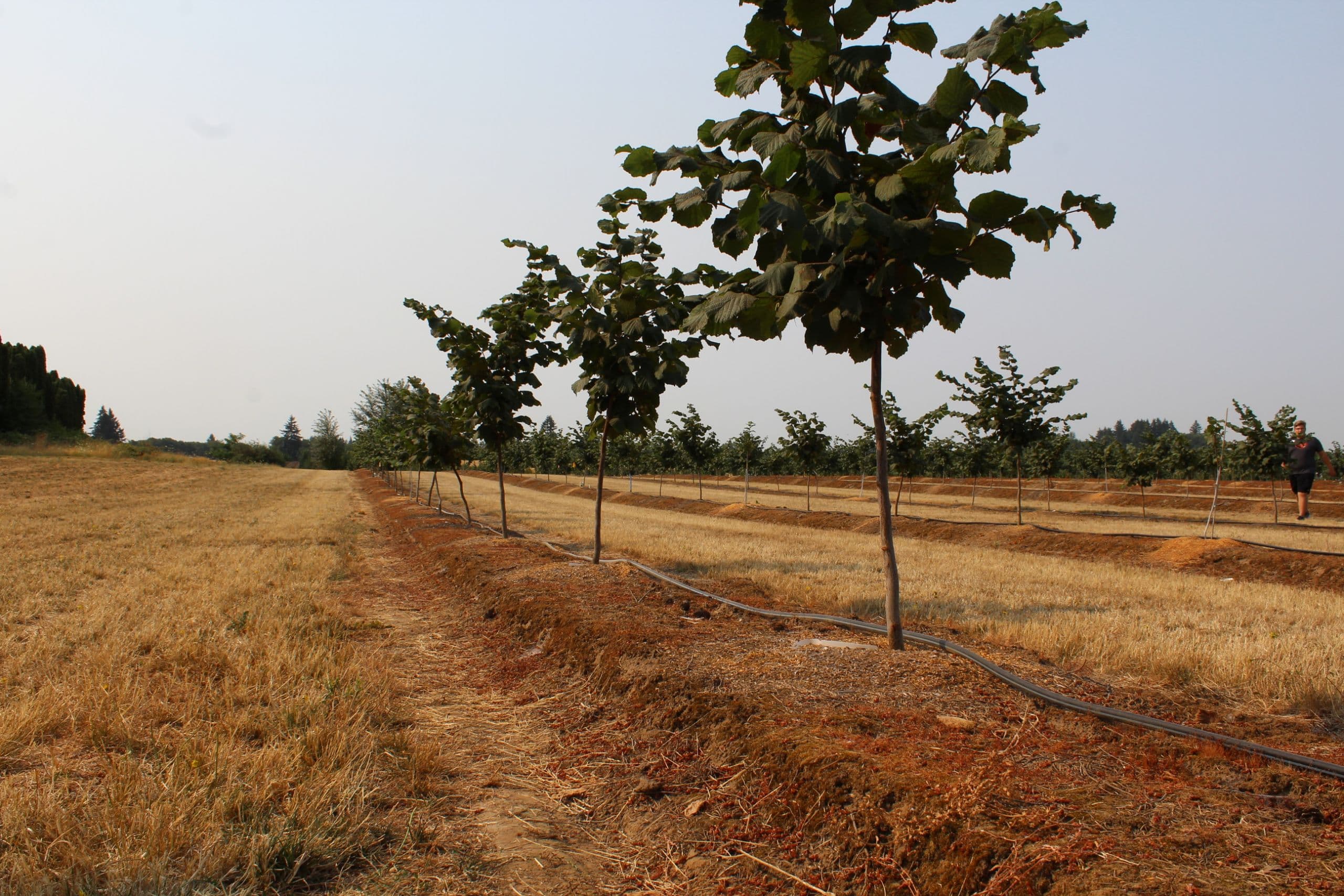 Oregon Department of Ag Approves New Herbicide Use for Young Hazelnut Orchards
