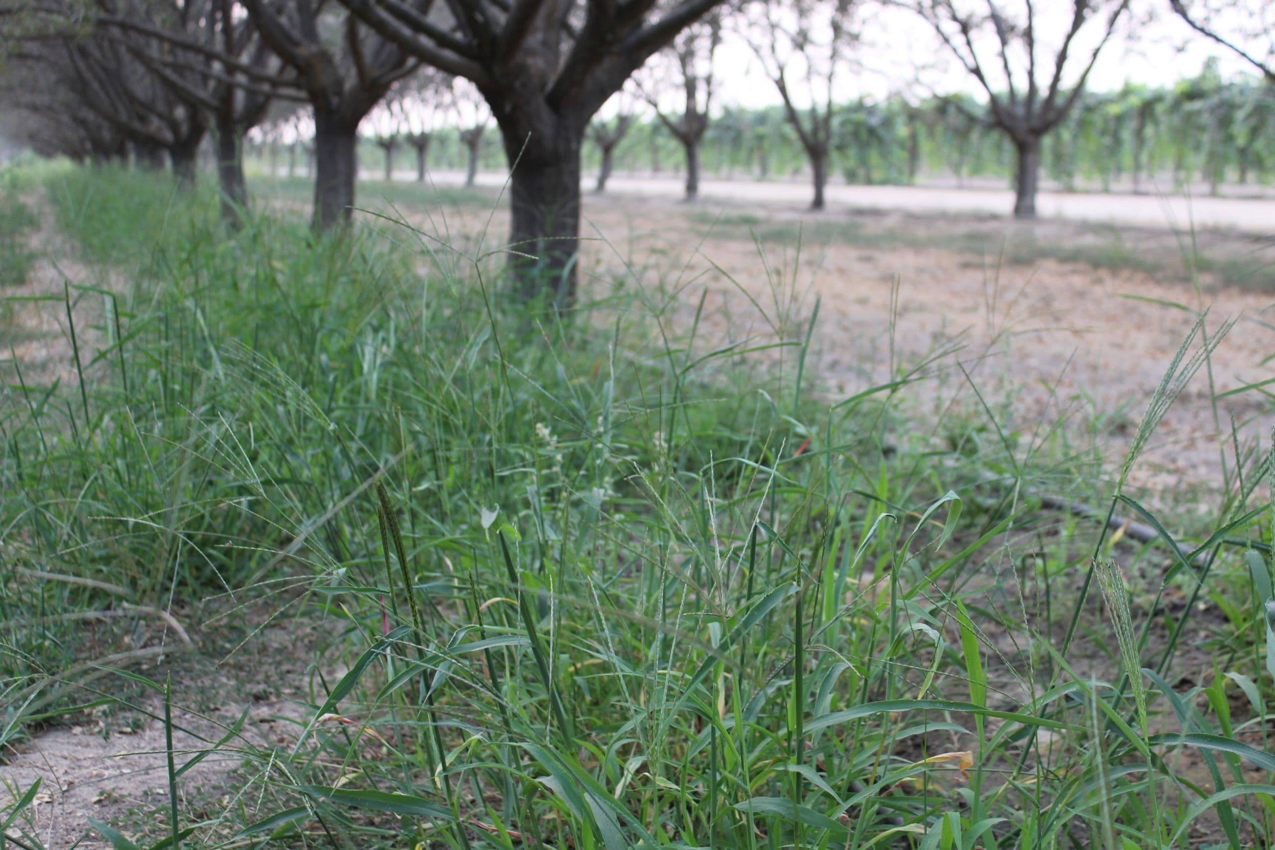 Grower Survey to Address Future Innovations in Weed Management