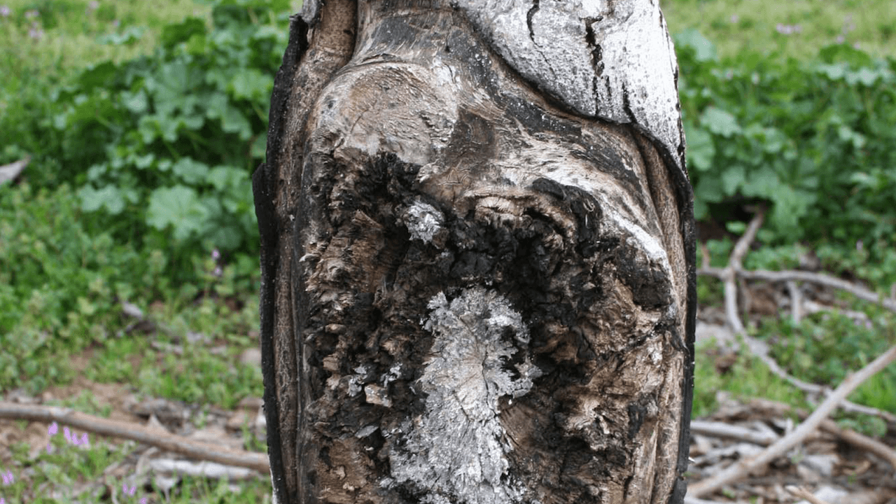 Managing Crown Gall in Walnut May Reduce Incidence of Thousand Cankers Disease