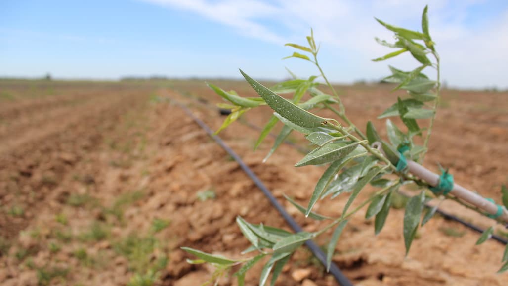Trials of New Almond Varieties Pay Dividends