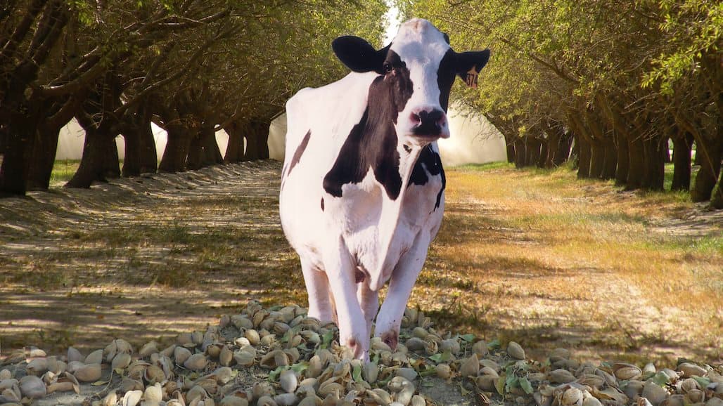 Dairy and Almond Groups Partner on Healthy Soils Research