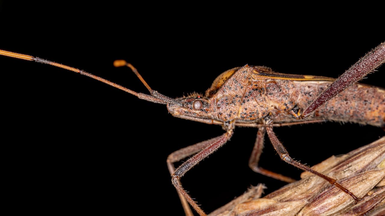 Leaffooted Bug Pressure Increases in California Almonds