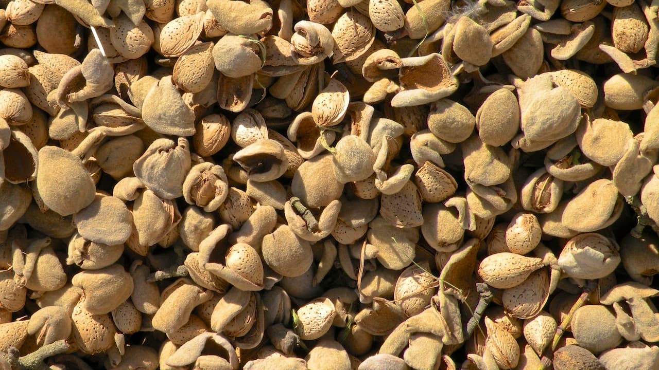 Getting California Almond Hulls into China’s Animal Feed Market