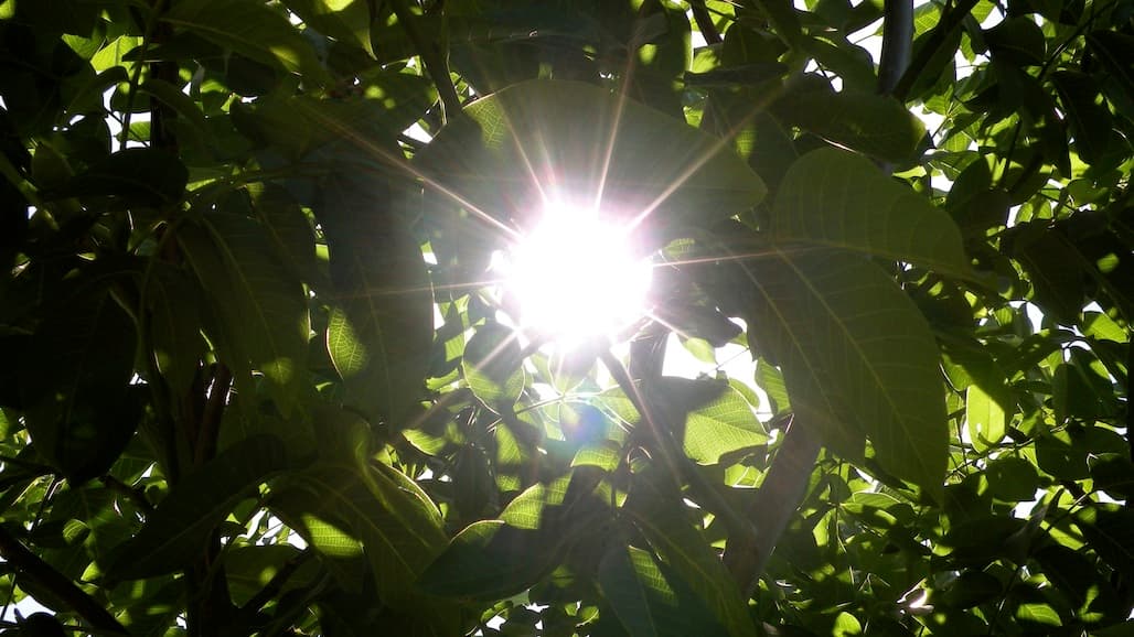 Shaping the Future of California Walnuts Starts Now