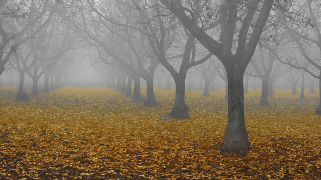 Minimize Potential Sudden Autumn Freeze Damage in Walnut