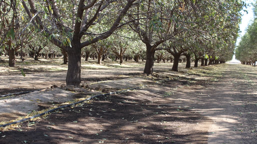Post-Harvest Almond Orchard Considerations