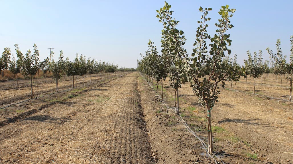 American Pistachio Growers Awarded $5 Million Healthy Soils Grant