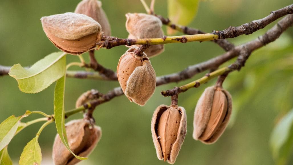 A Toast to Harvest — Almond Alliance