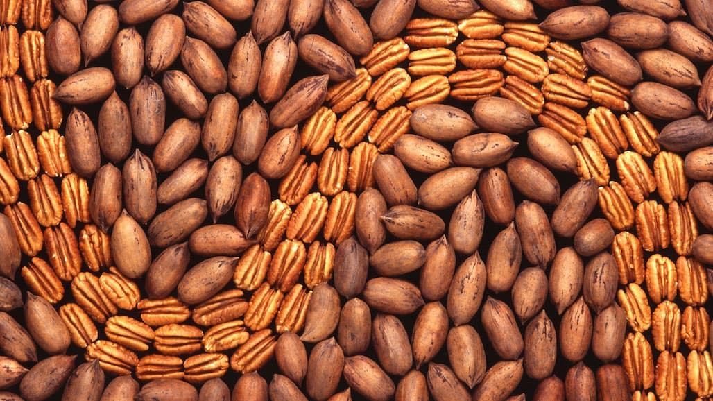 USDA Completes Laboratory Modernization to Advance Pecan Breeding and Research