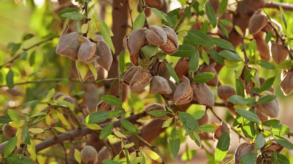 Initial Almond Crop Forecast Up 21 Percent from Last Year