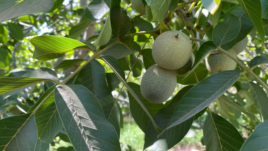 2024 California Walnut Crop Forecast Down Significantly