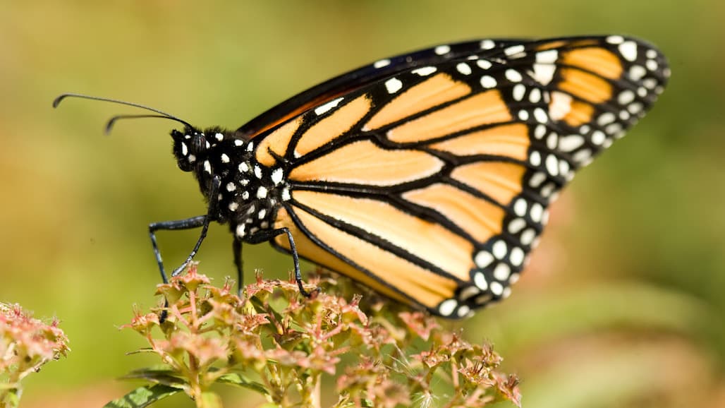 Almond Alliance Responds to Proposed Endangered Species Protection for Monarch Butterfly