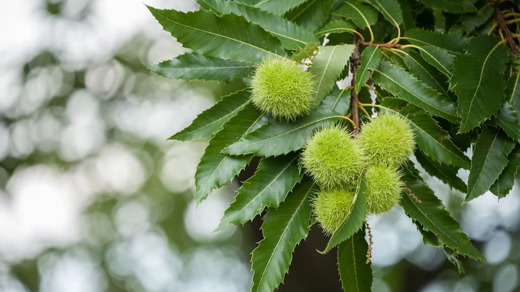 Input Requested for Deregulation of American Chestnut Developed Using Genetic Engineering