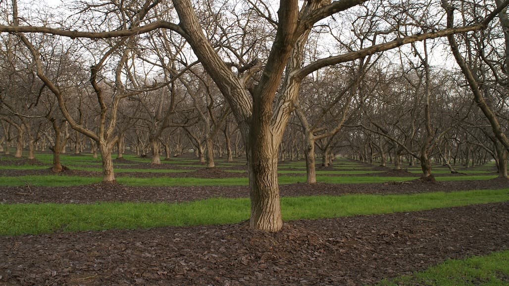 2025 Results of Pre-Emergent Herbicide Demonstration Trial for Walnut