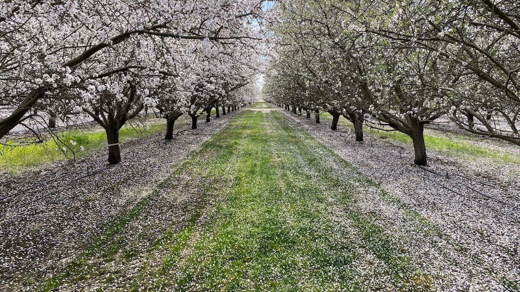 Oakville Bluegrass Cooperative Opens Enrollment for Reimbursable Cover Crop Seed