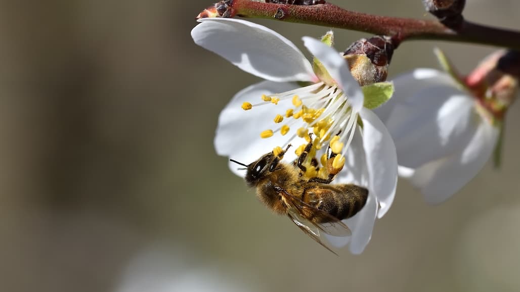 Almond Conference Updates Growers on Best Practices for Bees & Pollination