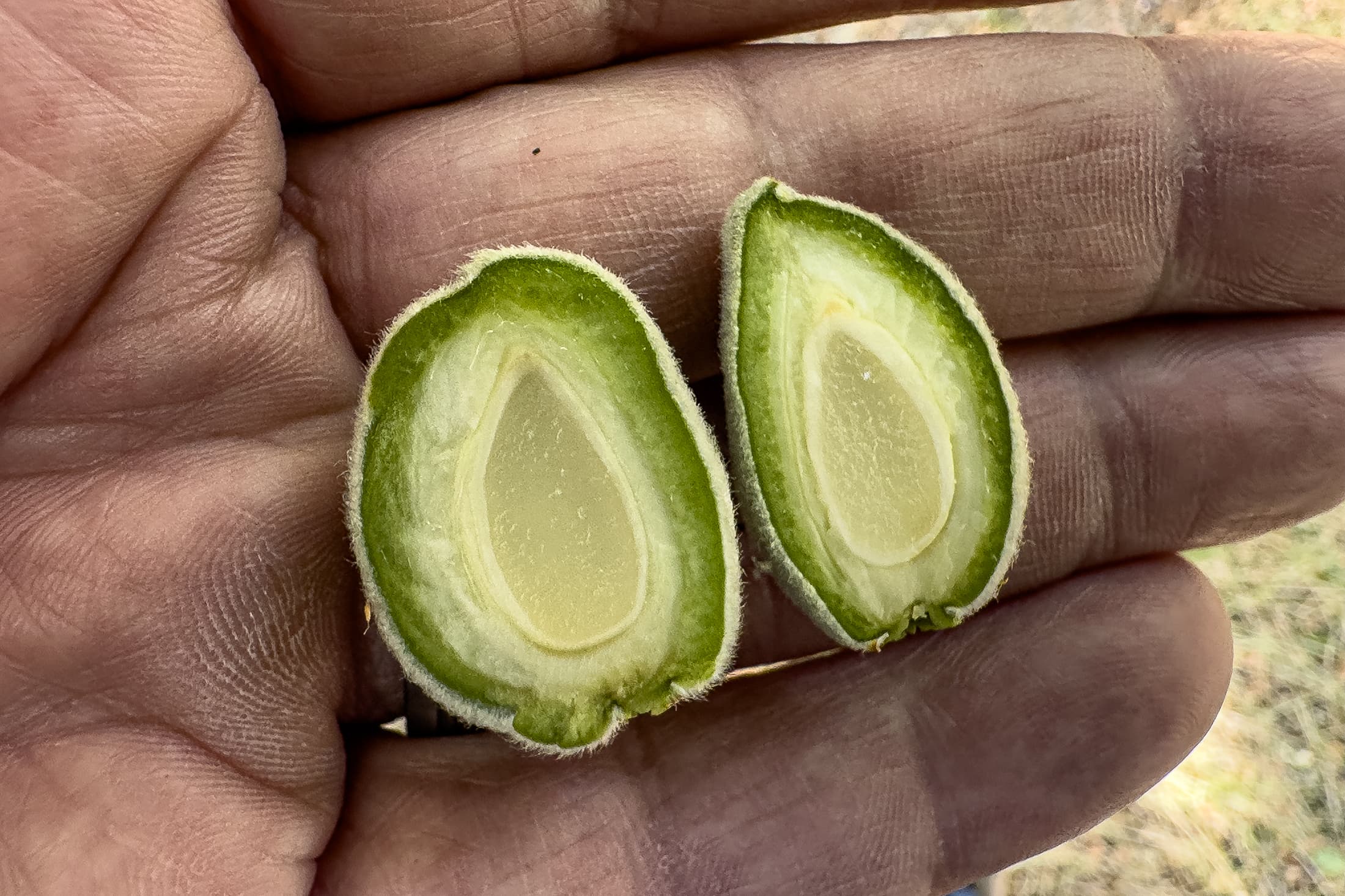 Growers Experience ‘Early and Fast’ Almond Bloom