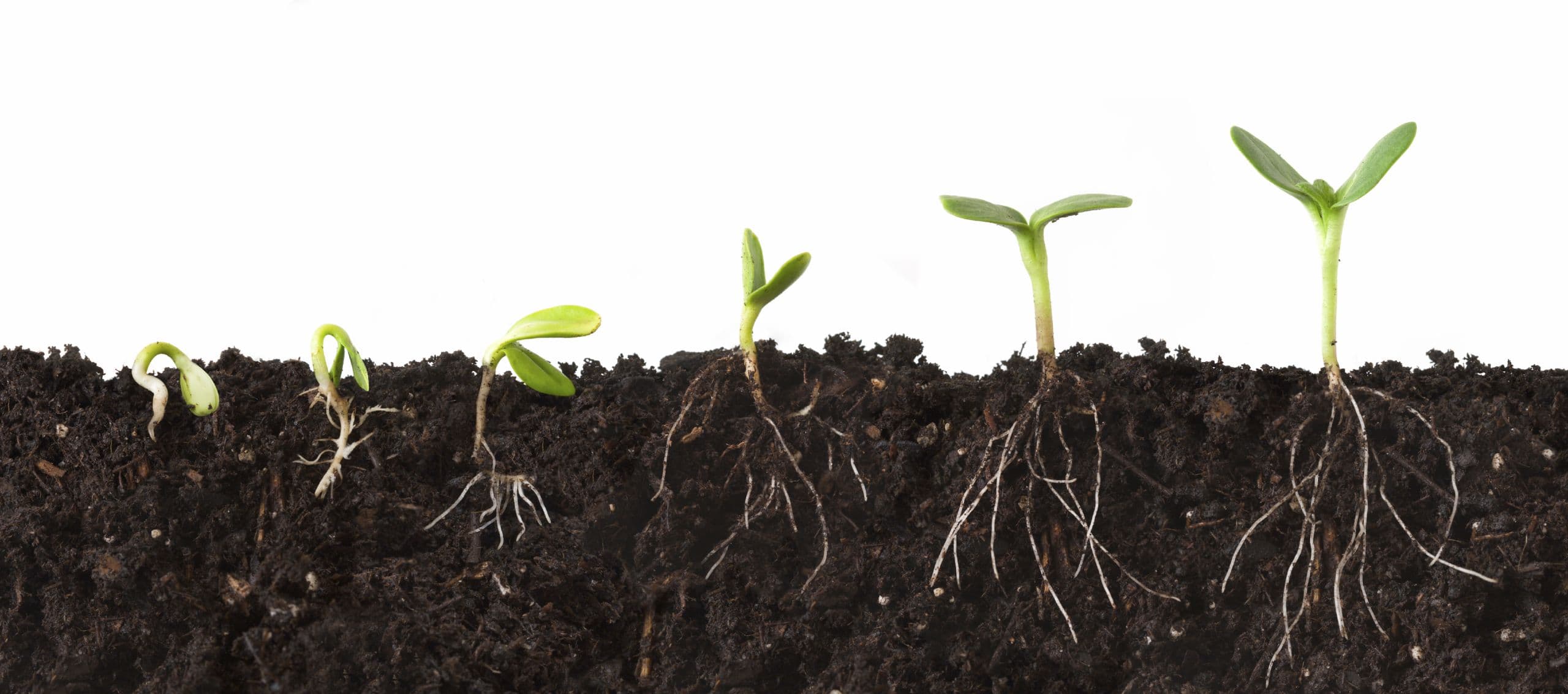 Cutaway sequence of a plant growing in dirt, roots showing, against a white background.