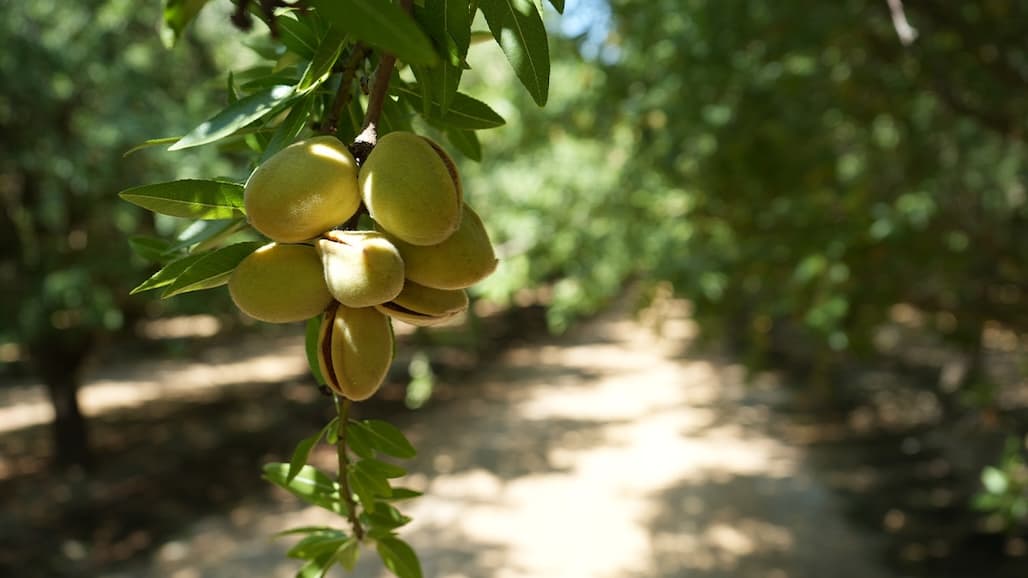 USDA Releases 2026 Almond Harvest Forecast
