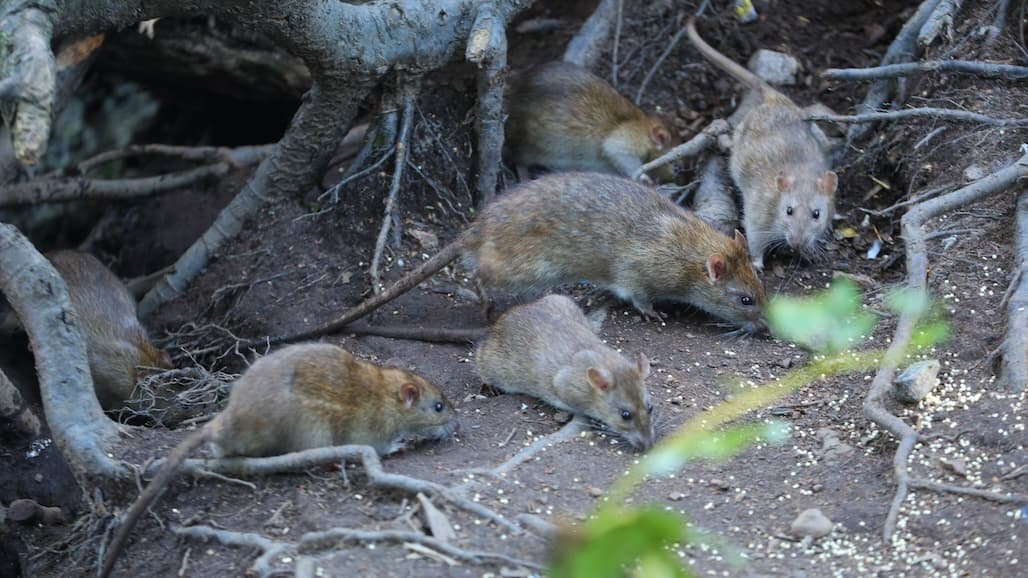 Roof Rat Bait Stations Available for Pistachio Growers