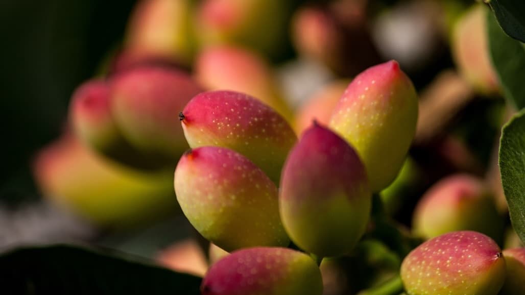 Madera County Seeks Pistachio Grower Input