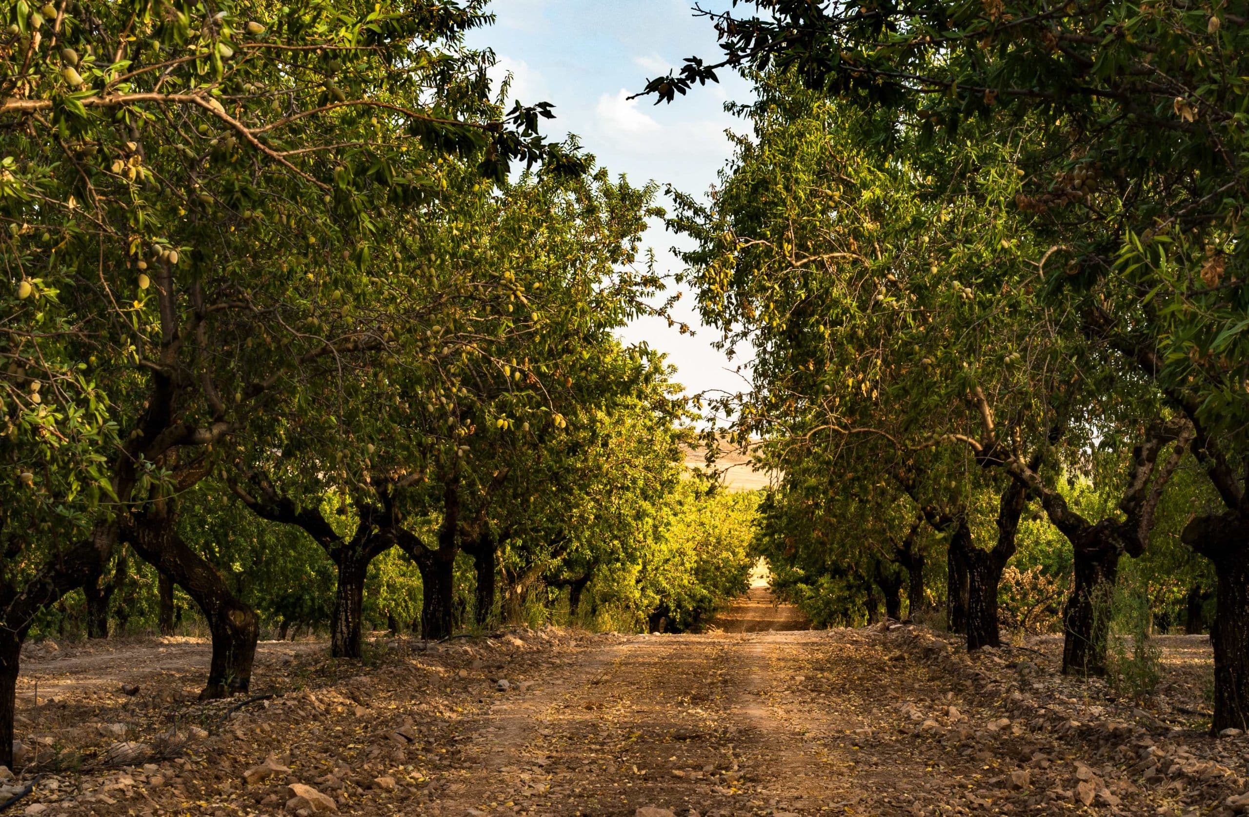 The Essential Role Post Harvest Nutrition Plays in Future Yield and Quality
