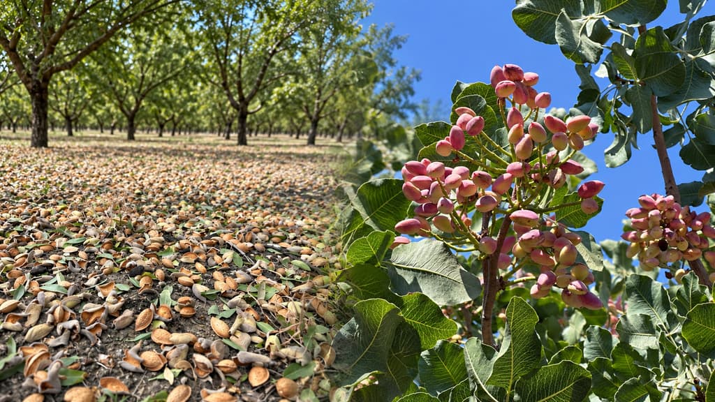 KAP Agro Products post-harvest nutrition program for almond and pistachio orchards
