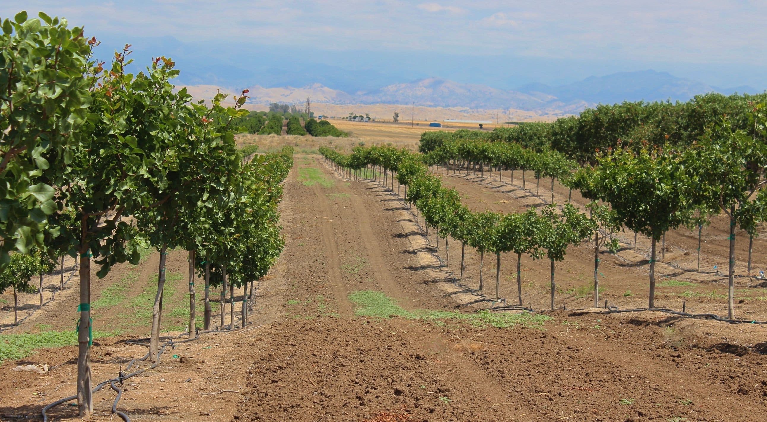 Start off your Orchard Right with Minimal Weed Issues