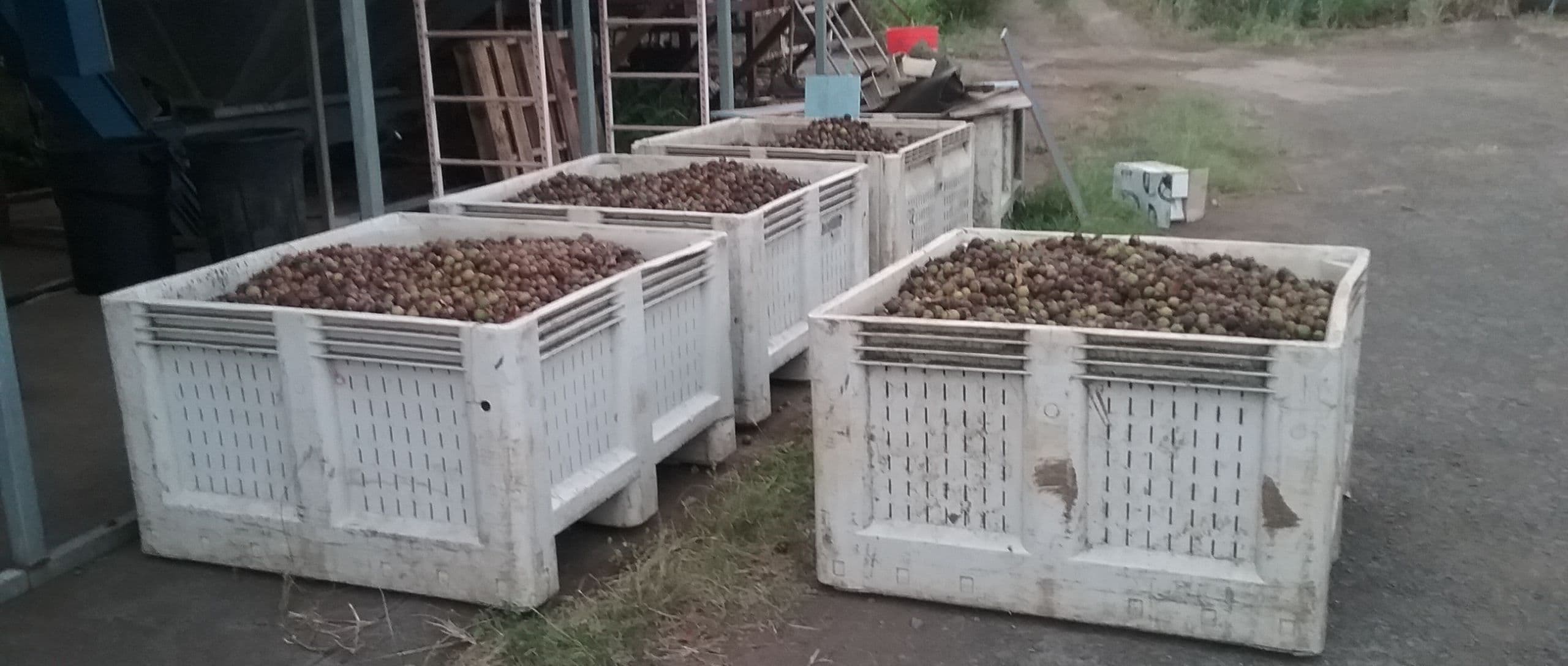 USDA Hawaii Macadamia Final Crop Estimate