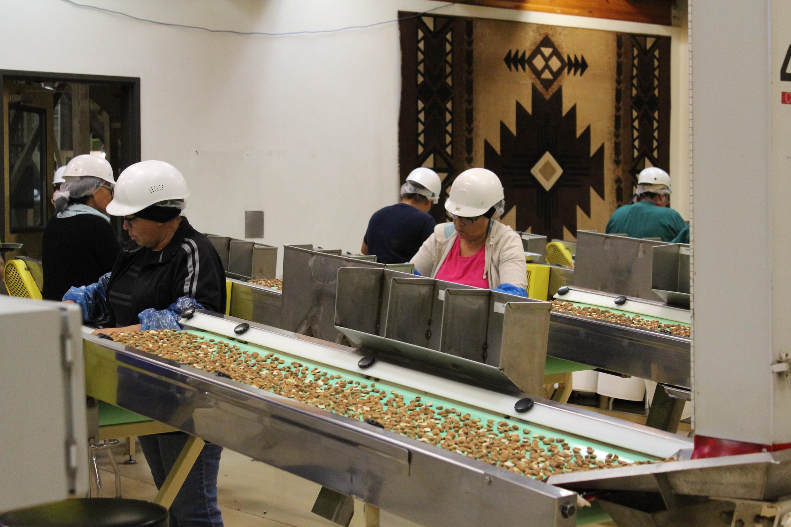 Almonds on conveyer