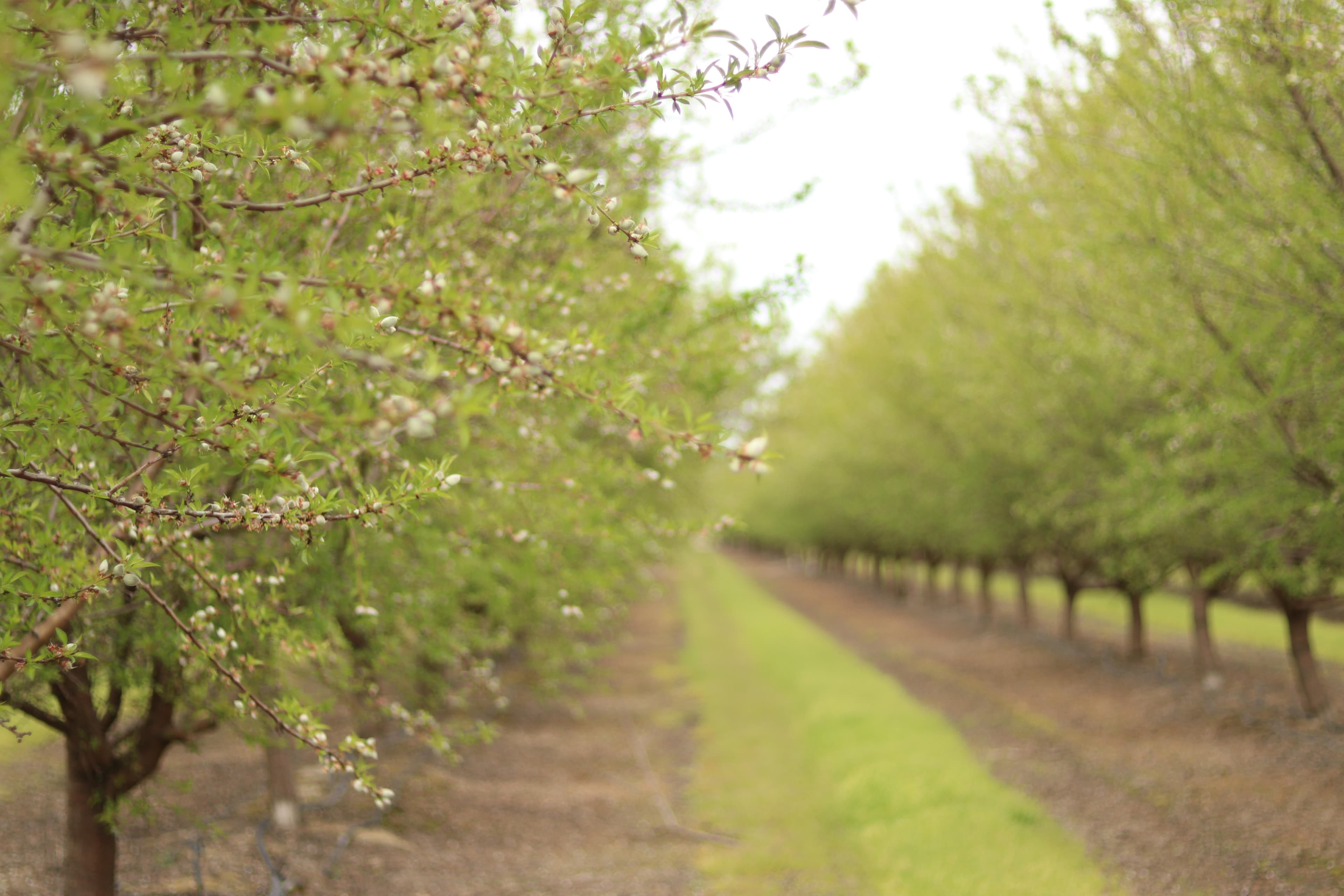 Almond Acreage increases