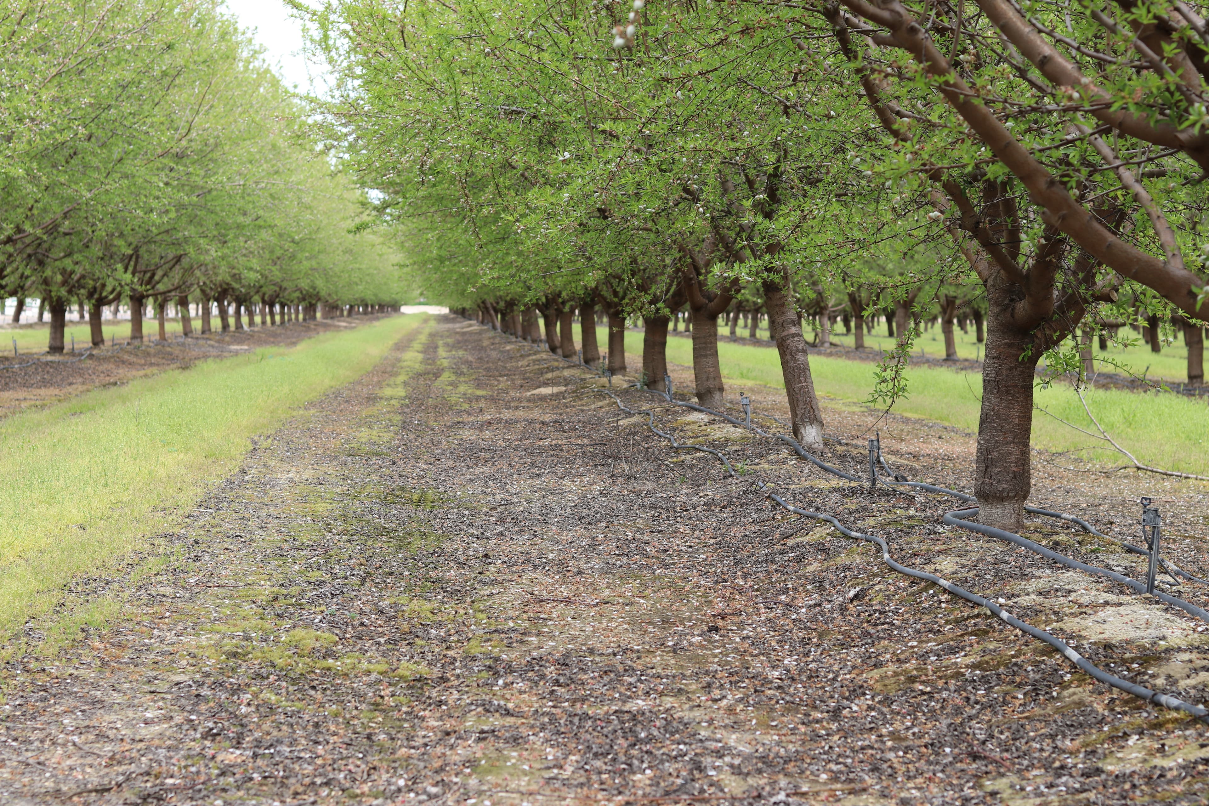 California Almond Growers Vote to Continue Almond Board of California