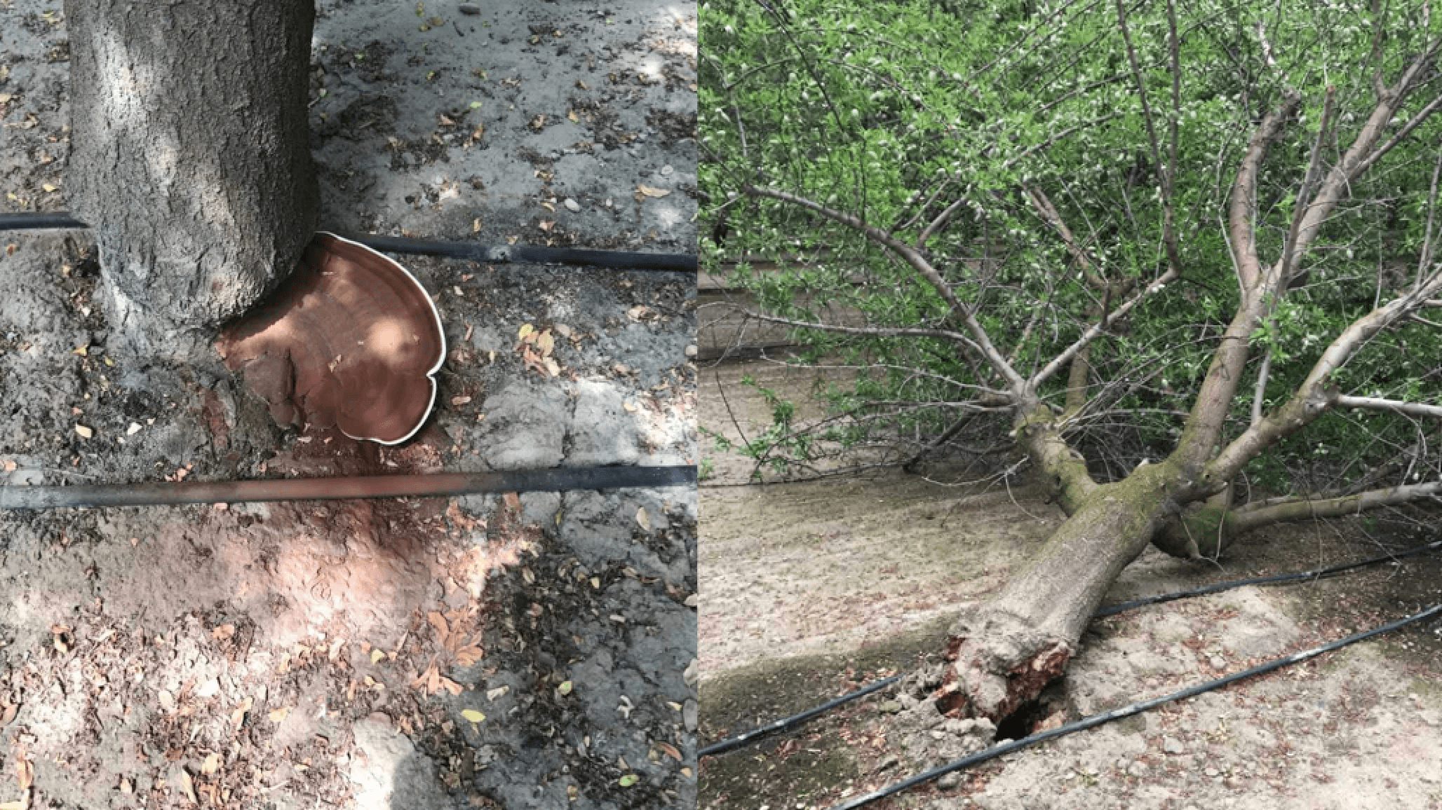 Almond Ganoderma Butt Rot Spore Survey