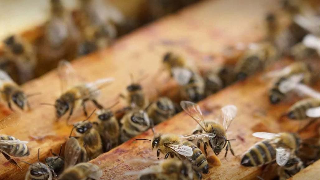 Honey Bee Colonies Down 7 Percent for Operations with Five or More Colonies